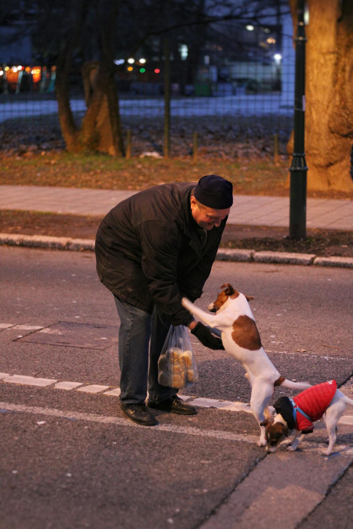 A man pets two dogs on a street, creating a warm urban scene during twilight.
